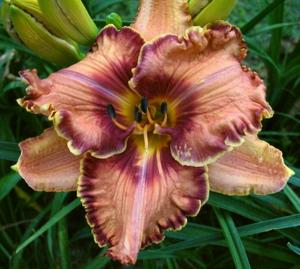 Seraphim Viceroy (2009)